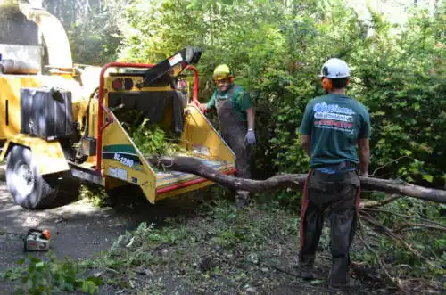 tree services Mohave Valley